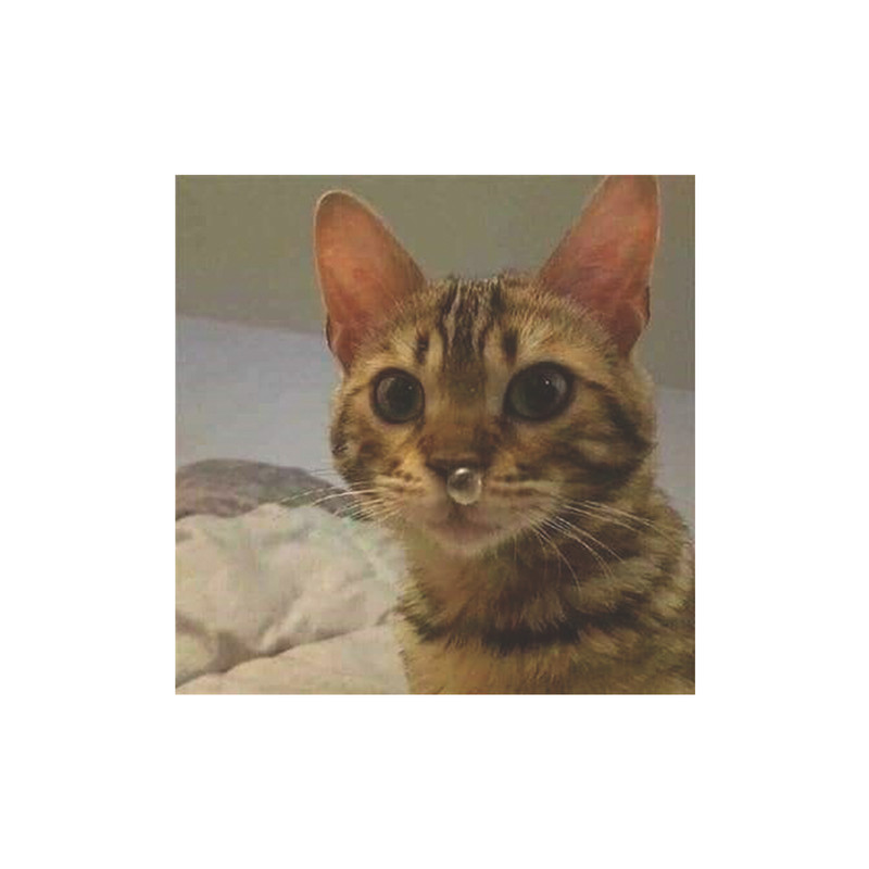 استیکر لپ تاپ طرح funny کد 2702