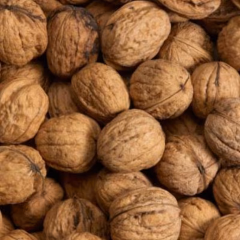 گردوی ایرانی 