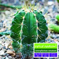 بذر کاکتوس آستروفیتوم اورناتوم بذر طلایی رویان 