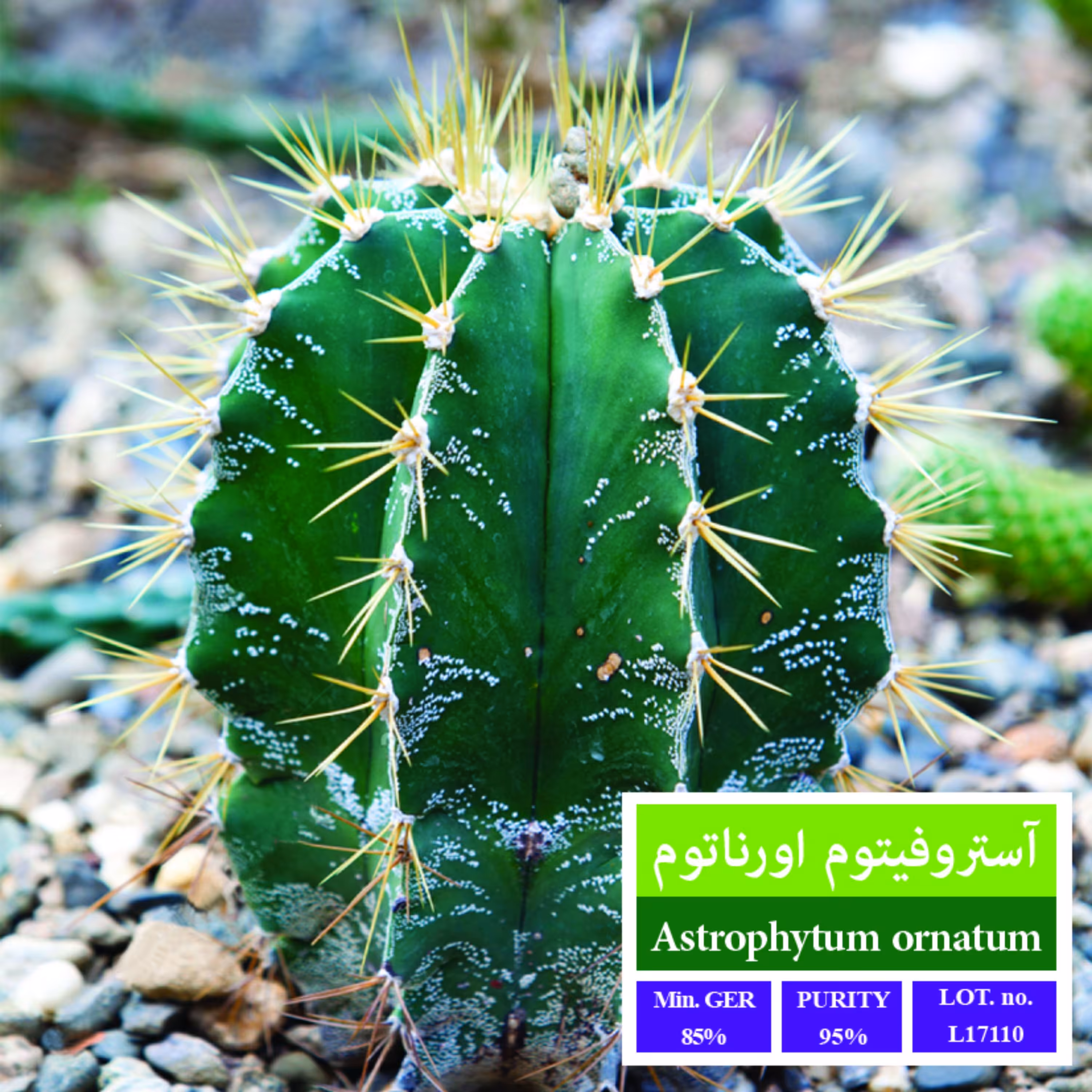 بذر کاکتوس آستروفیتوم اورناتوم بذر طلایی رویان 