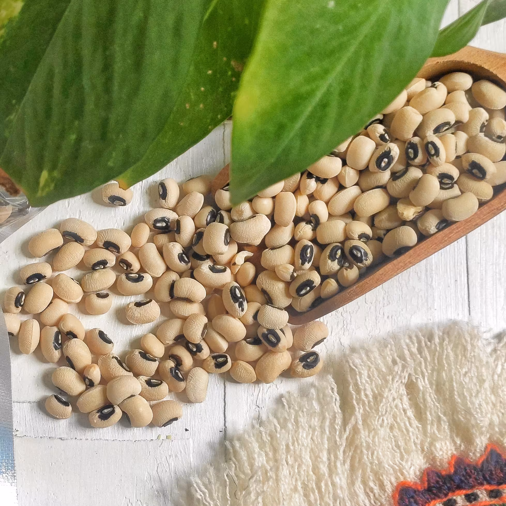 لوبیا چشم بلبلی بوجار و دستچین نیم کیلویی  