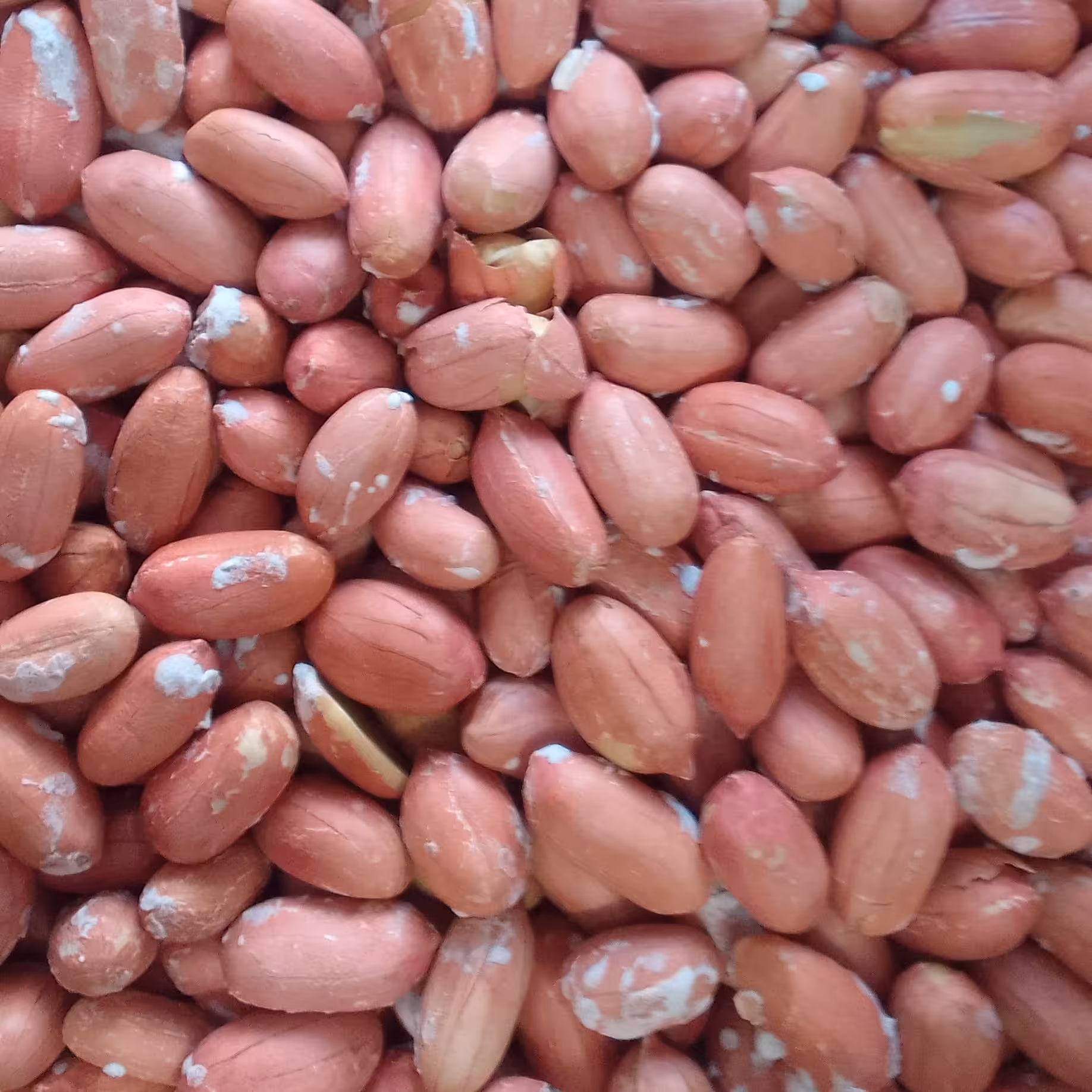 بادام زمینی آستانه اعلا ( 500 گرم )