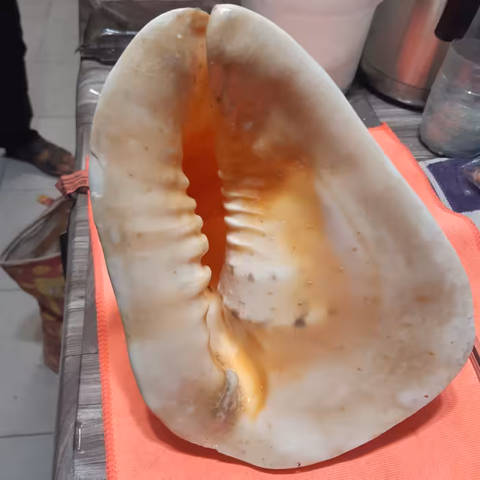 صدف کله گاوی بزرگ