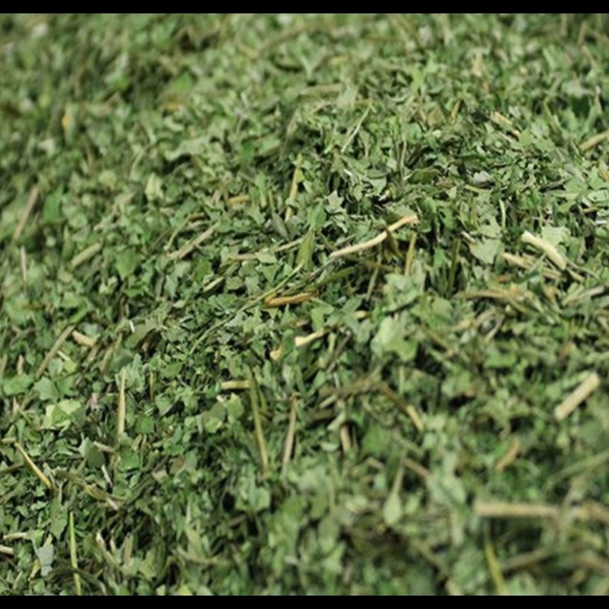 گیاه نعنا