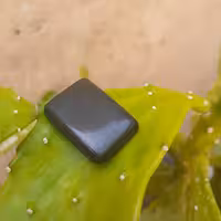 یشم صابونی(نفریت)