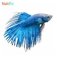 ماهی فایتر دم ریش آبی