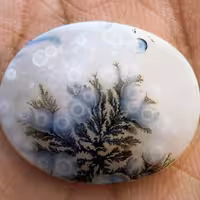 نگین شجر قائن باباقوری