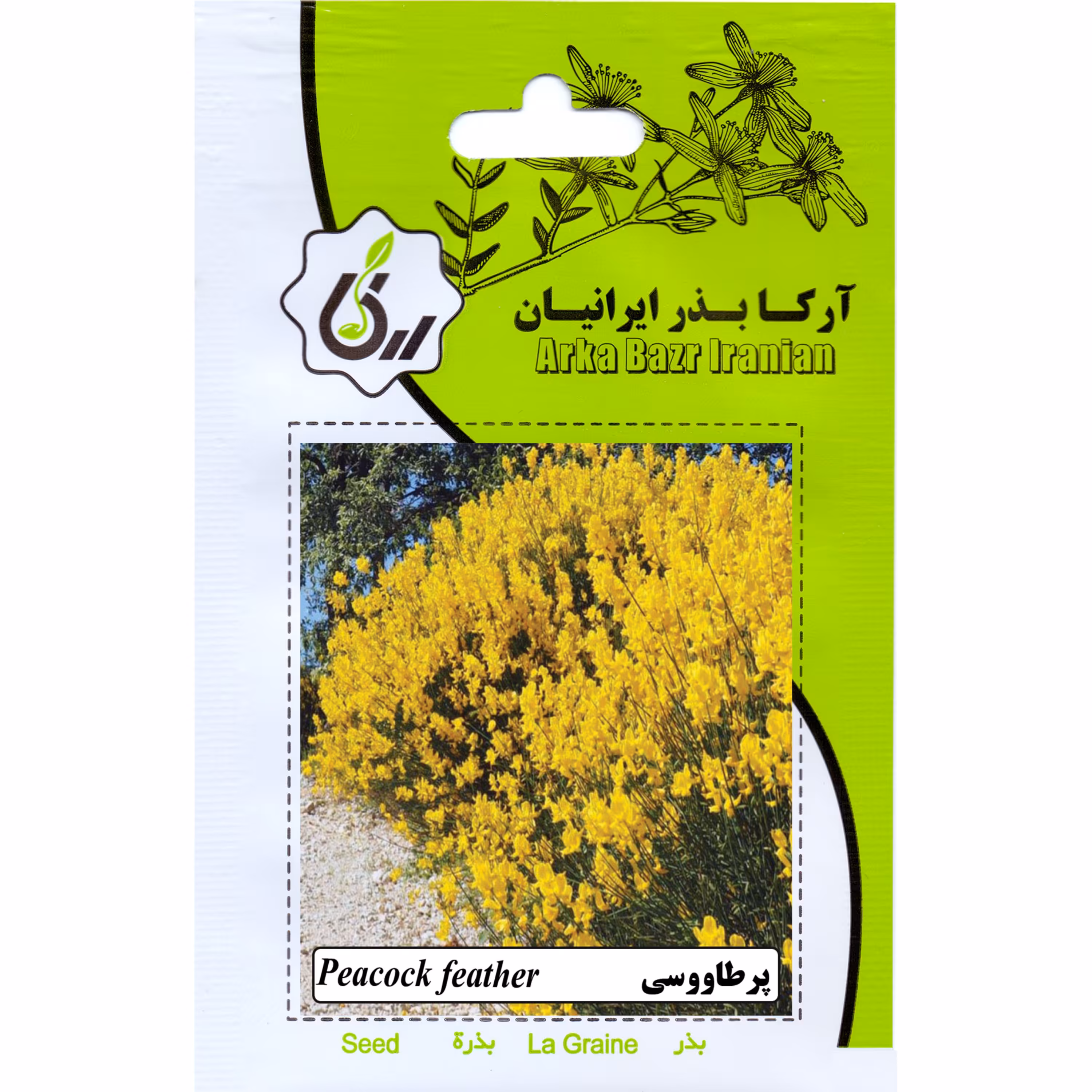 پرطاووسی ارکا بذر ایرانیان