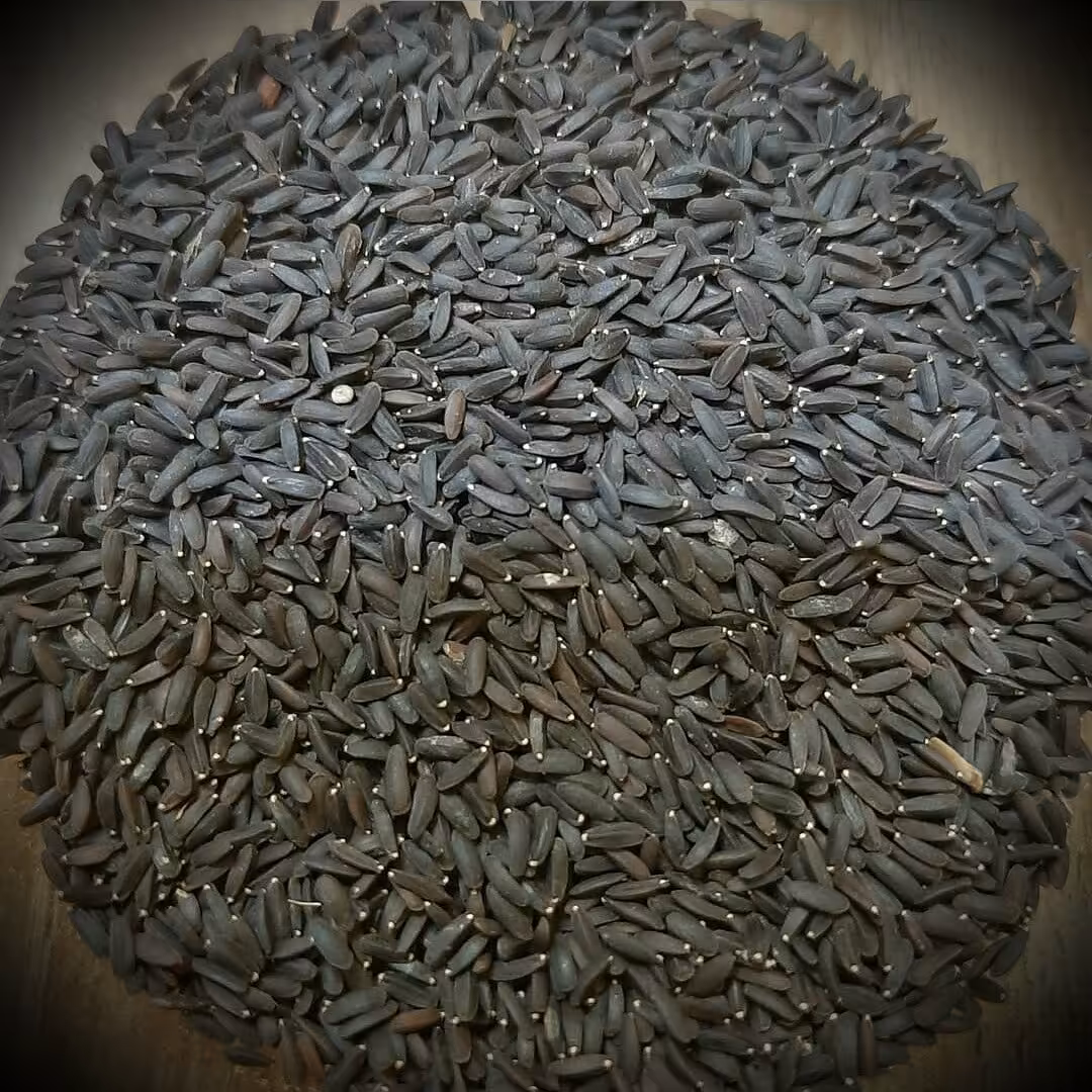 بالنگو 1 کیلویی