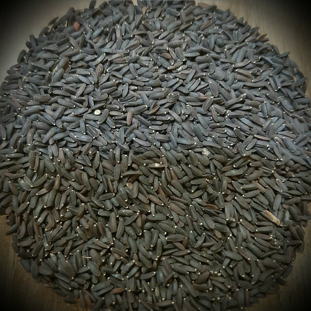 بالنگو 1 کیلویی