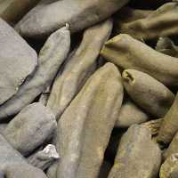 فاوانیا (1 سیر)