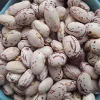 لوبیا چیتی درجه یک 