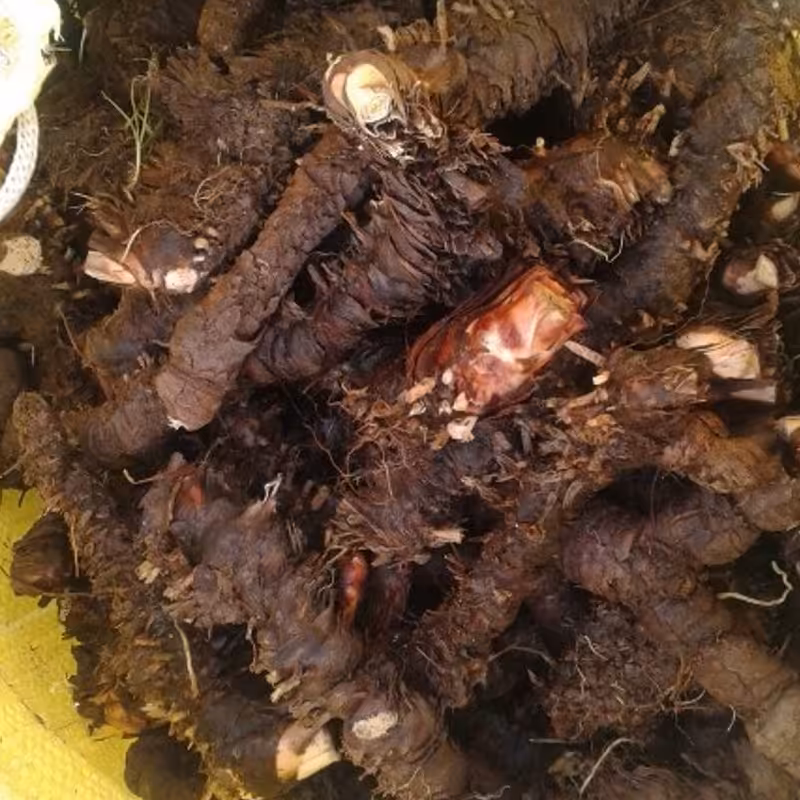 ریشه زنبق-ایریسا تر (قیمت یک کیلو )(حداقل ارسال 50 کیلو)(اول استعلام  بعد سفارش)