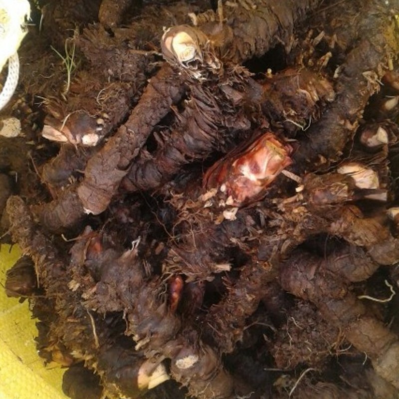 ریشه زنبق-ایریسا تر (قیمت یک کیلو )(حداقل ارسال 50 کیلو)(اول استعلام  بعد سفارش)