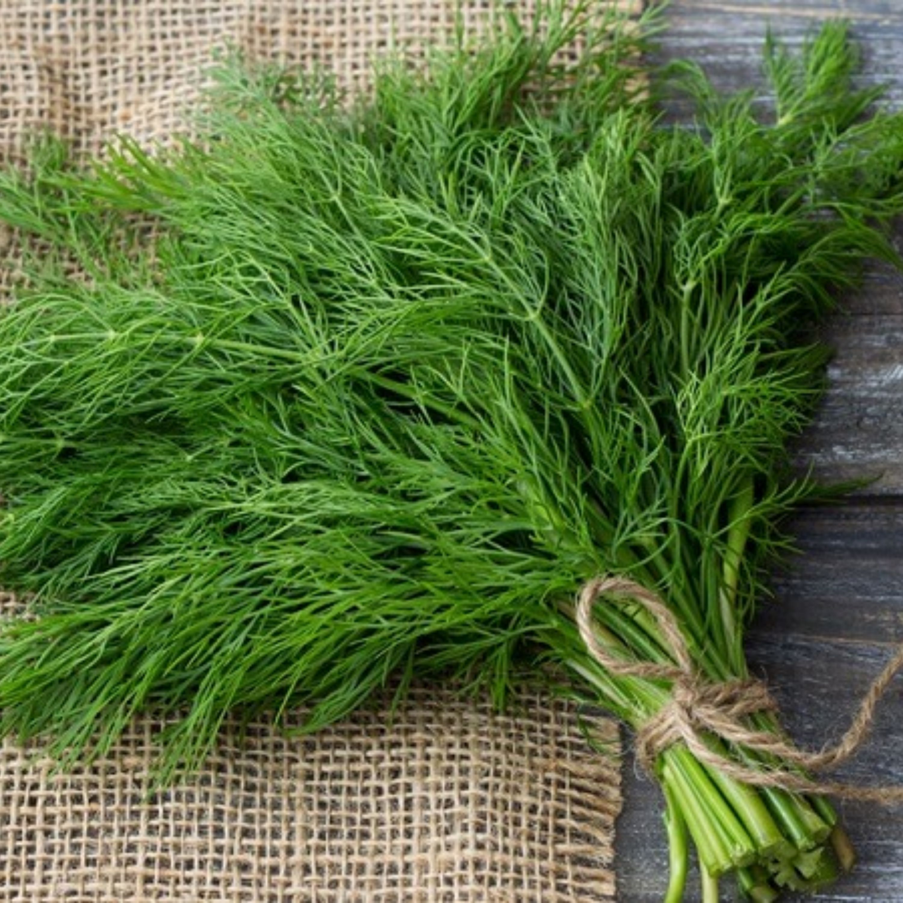 شوید 100 درصد تضمینی