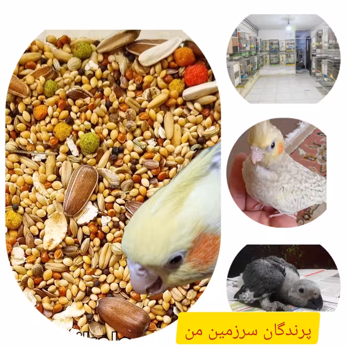 دان مخلوط طوطی سانان تقویتی درجه یک همراه با پلت  هانر میکس اسپانیاتخمه 500گرمی