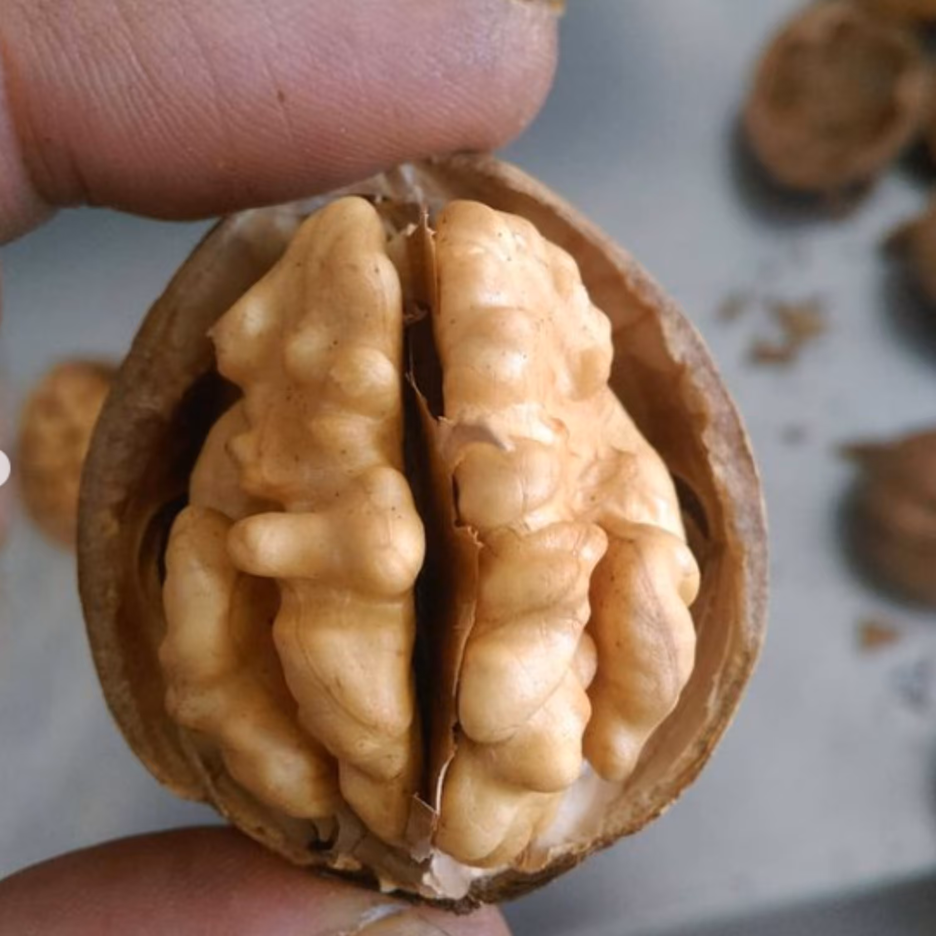 گردوی پوست کاغذی اعلا تویسرکان همدان  و گردوی چرب تویسرکان