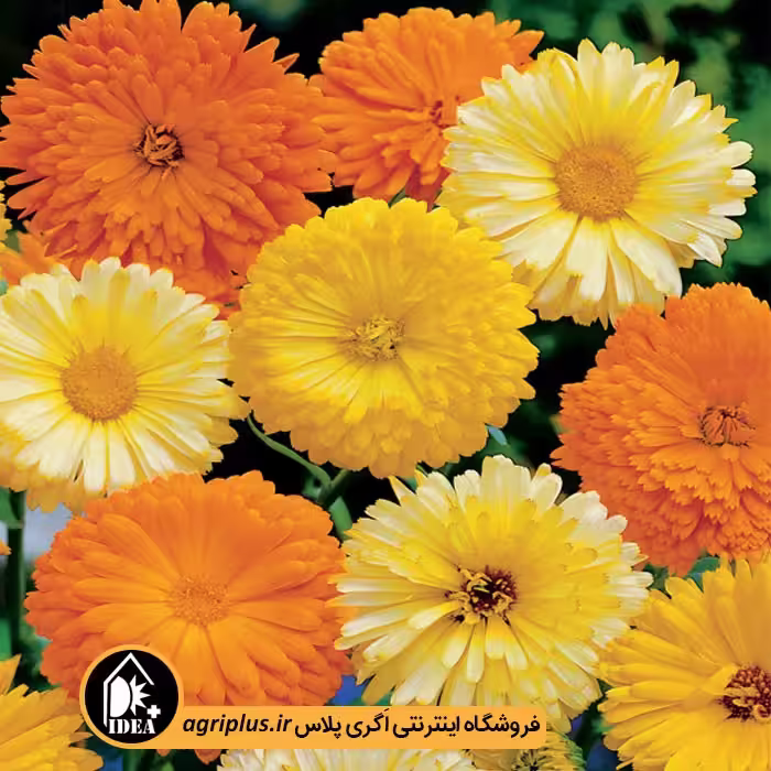 بذر گل همیشه بهار