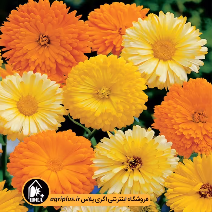 بذر گل همیشه بهار