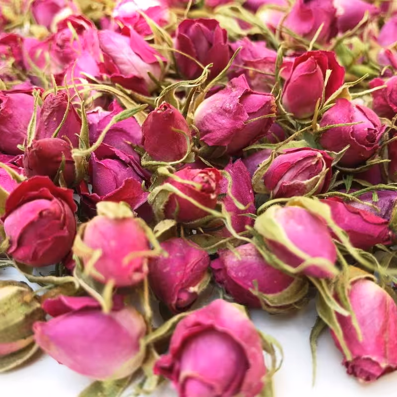 غنچه گل محمدی 