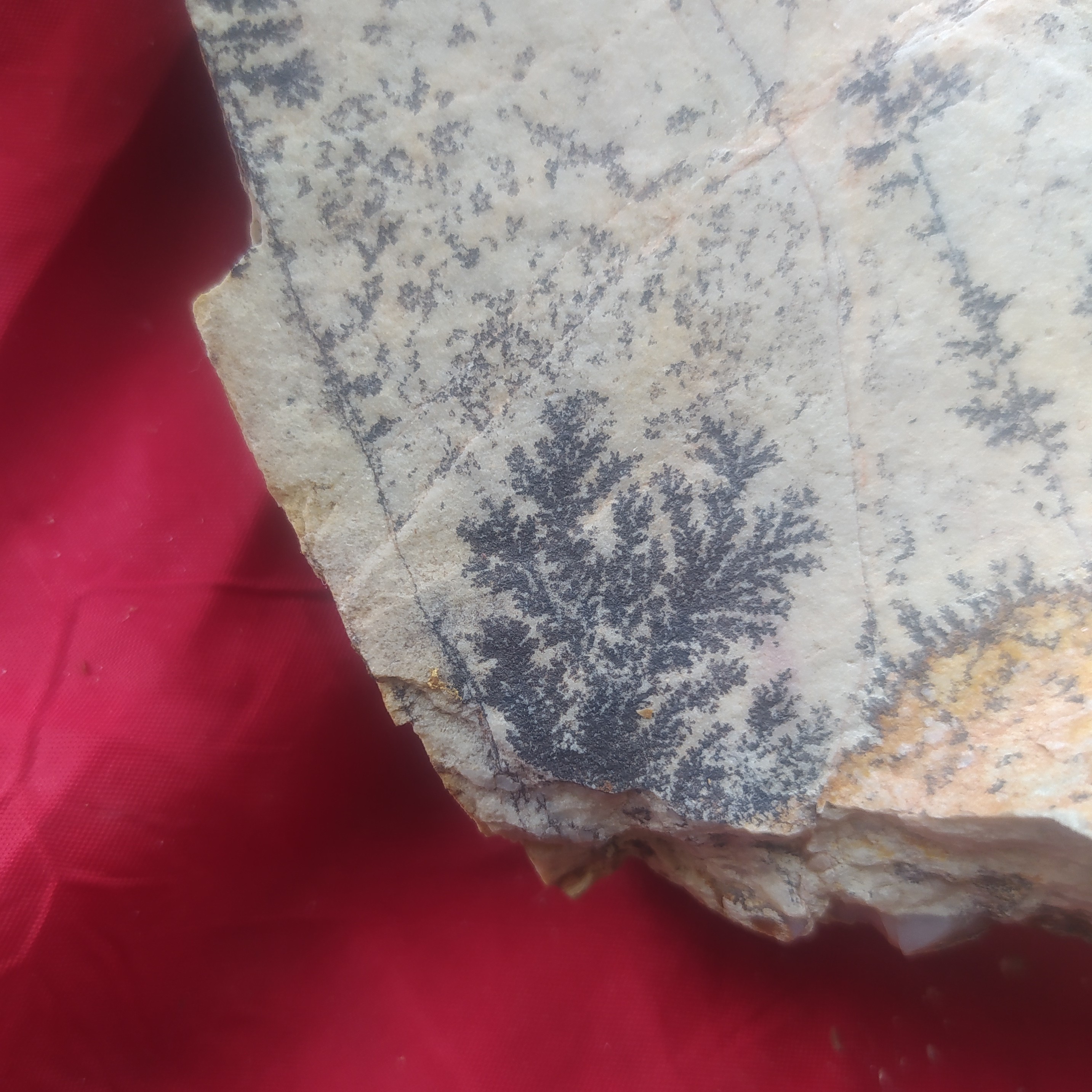 فسیل شجر درخت قاعن