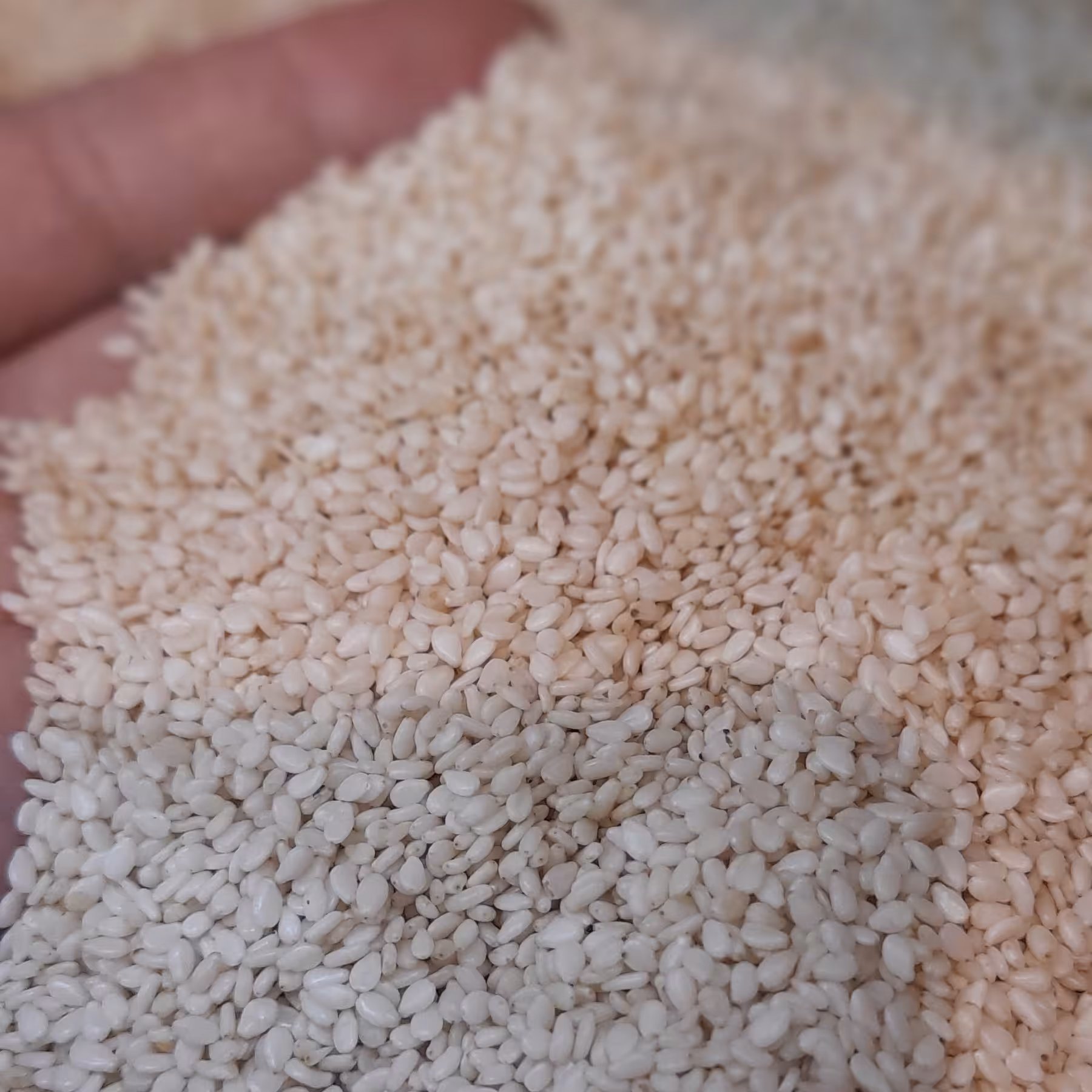 کنجد سفید اعلا(نیم کیلو)درجه یک ارگانیک ارسال رایگان 