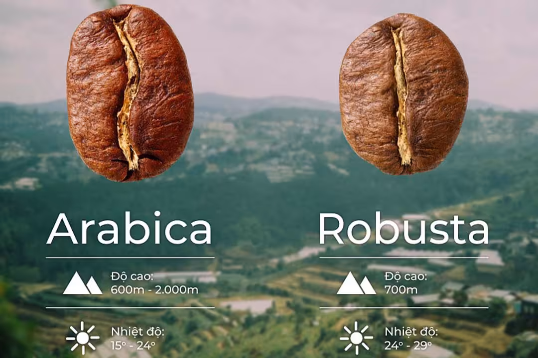تفاوت قهوه روبوستا و عربیکا با هم
