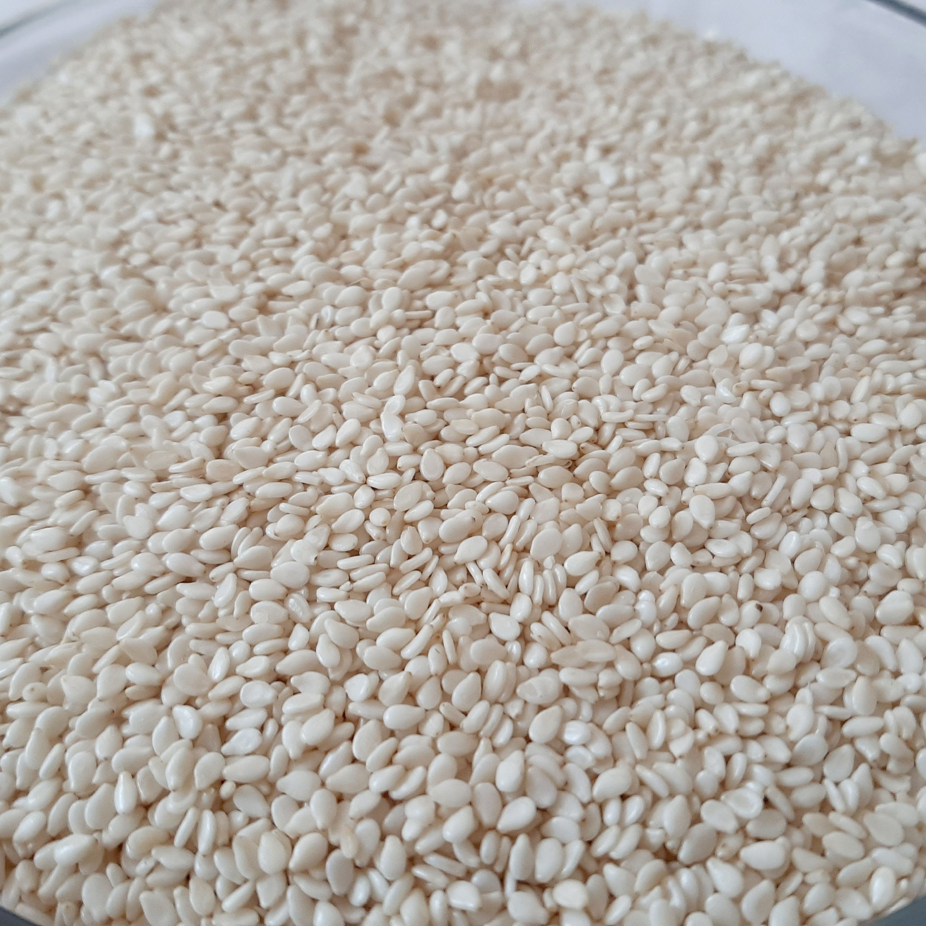 کنجد 2000  گرمی سفید خام اعلاء تمیز و بدون سنگ ریزه بشرط ضمانت