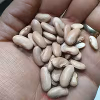 لوبیا کشاورزی اعلا ایرانی شمال 1000گرمی رنگ صورتی روشن تازه و درشت 