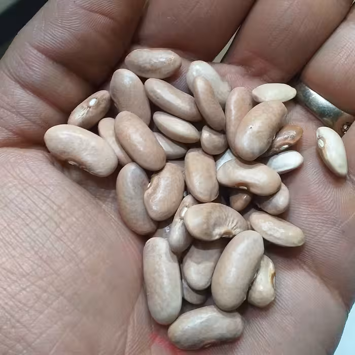 لوبیا کشاورزی اعلا ایرانی شمال 1000گرمی رنگ صورتی روشن تازه و درشت 