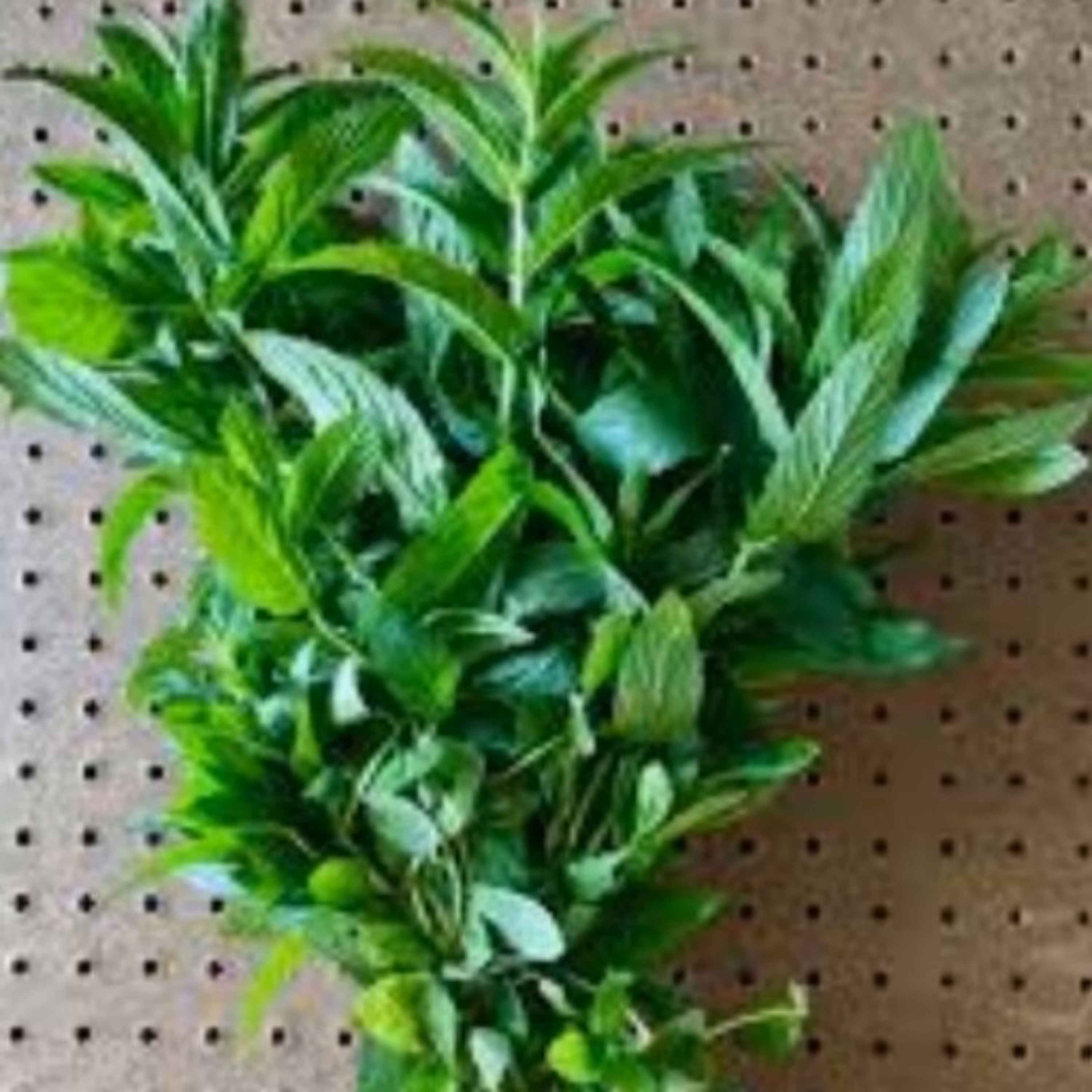 نعناع خشک برگ، 100 گرمی 