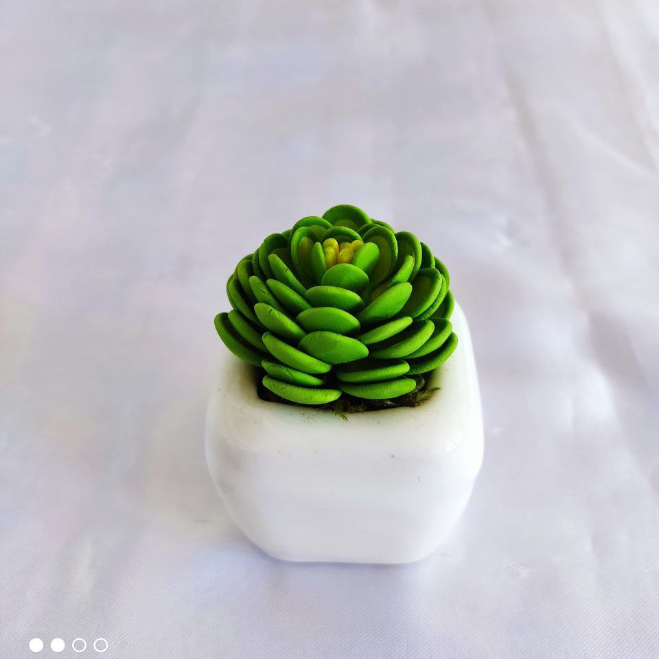 گل کاکتوس خمیر ایتالیایی پهن برگ