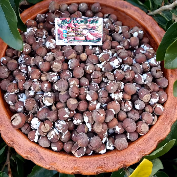 فندق بوداده  خندان گیلان2کیلویی