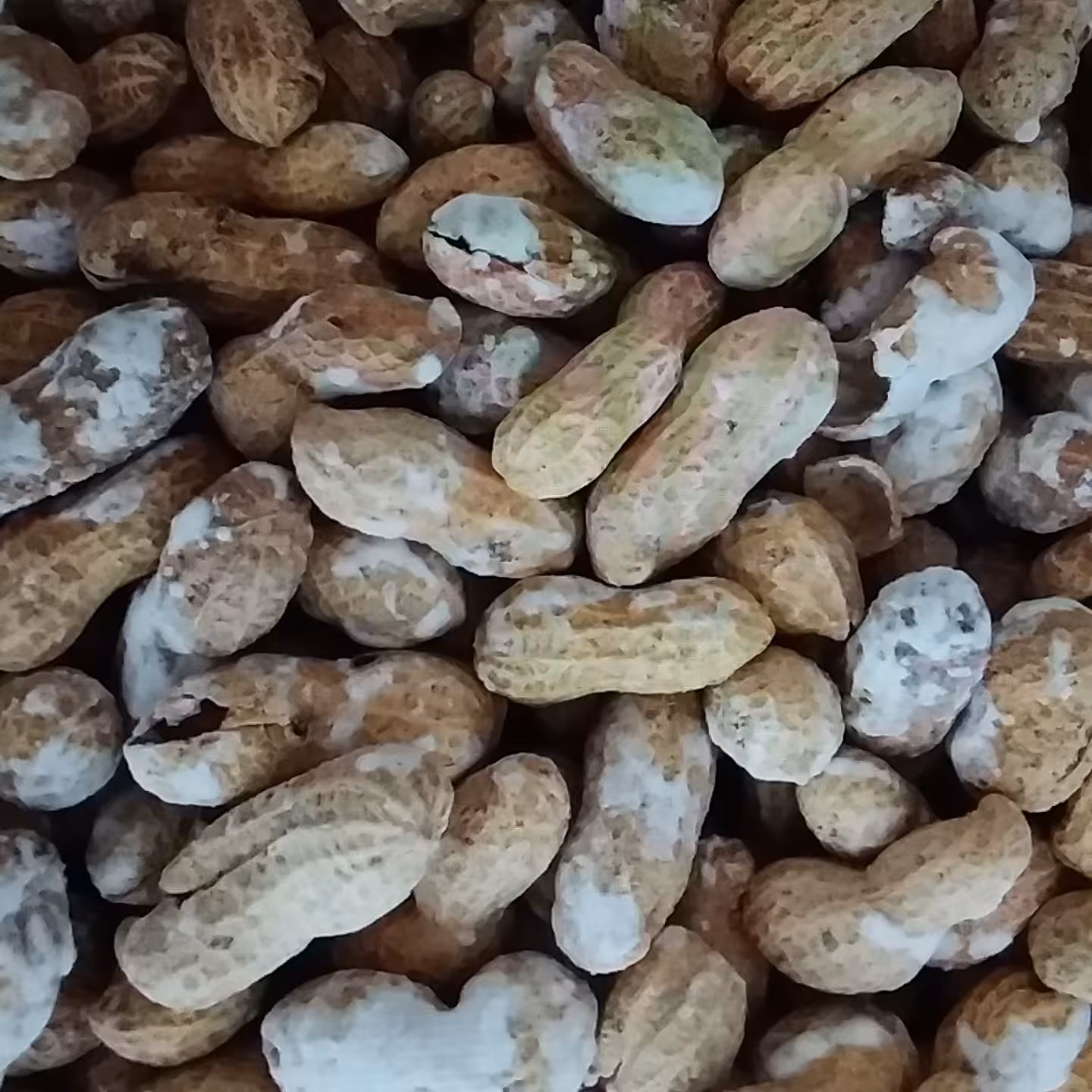 بادام زمینی درجه یک با ارسال رایگان