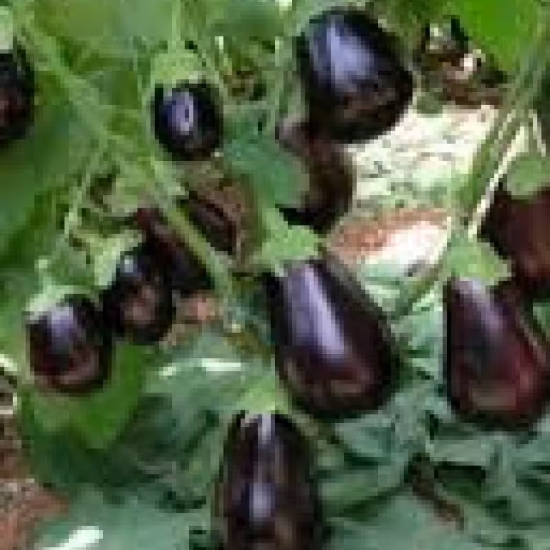بذر بادمجان کلش دلمه