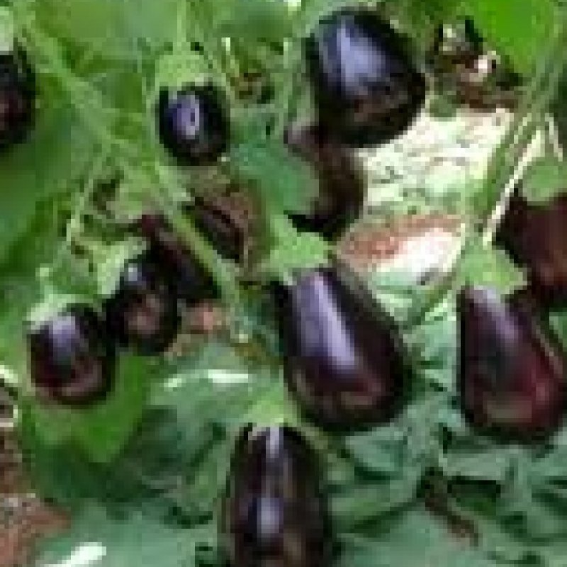 بذر بادمجان کلش دلمه