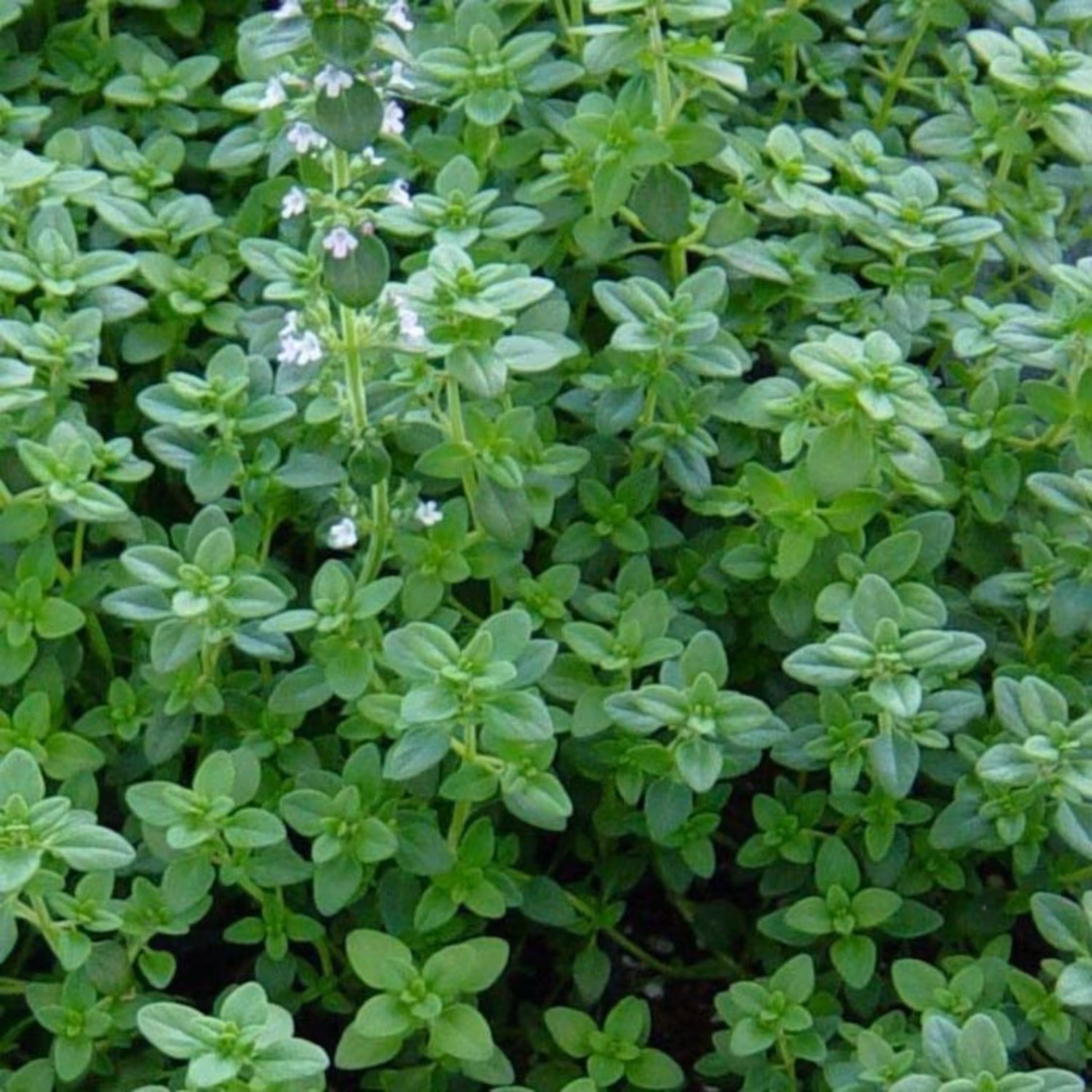بذر آویشن باغی ( ولگار )
