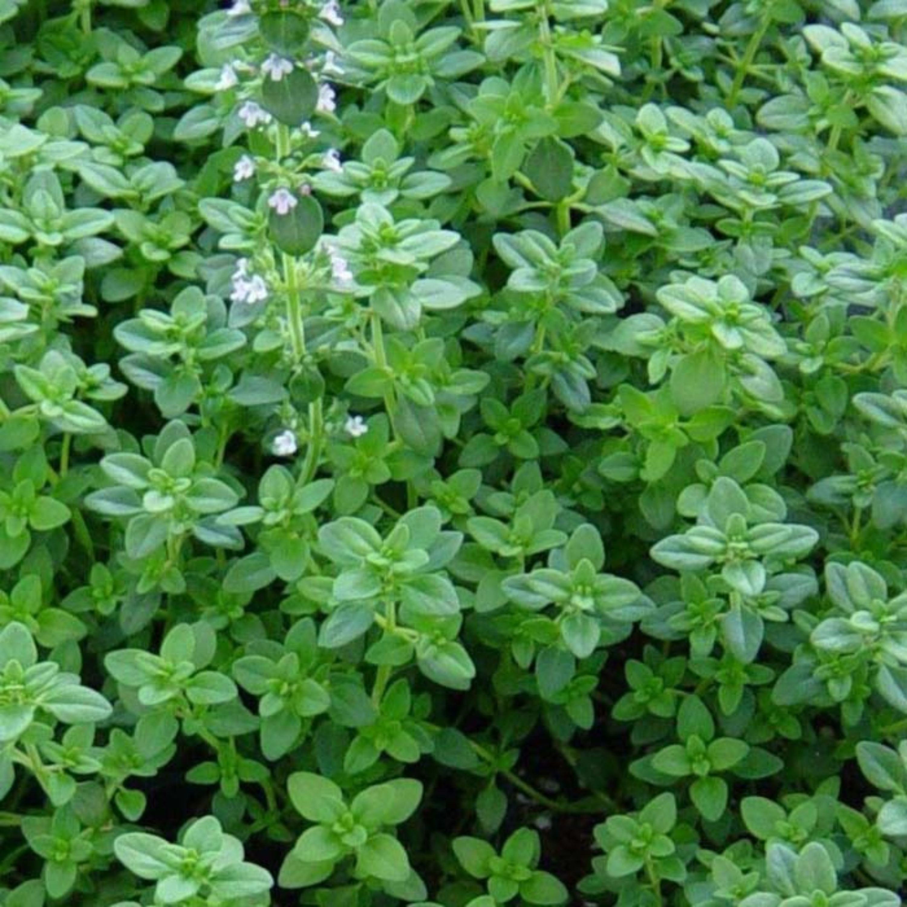 بذر آویشن باغی ( ولگار )