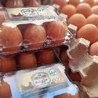 تخم مرغ محلی مزرعه