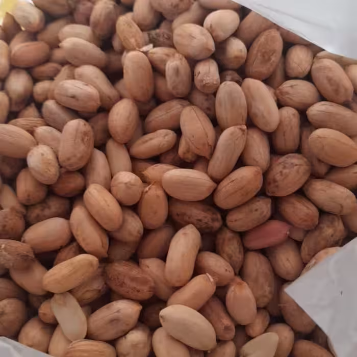 بادام زمینی مغان مستقیم از کشاورز زیر قیمت و ارسال رایگان