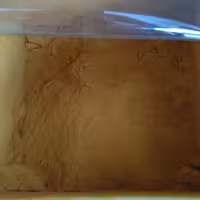 زردچوبه اعلا