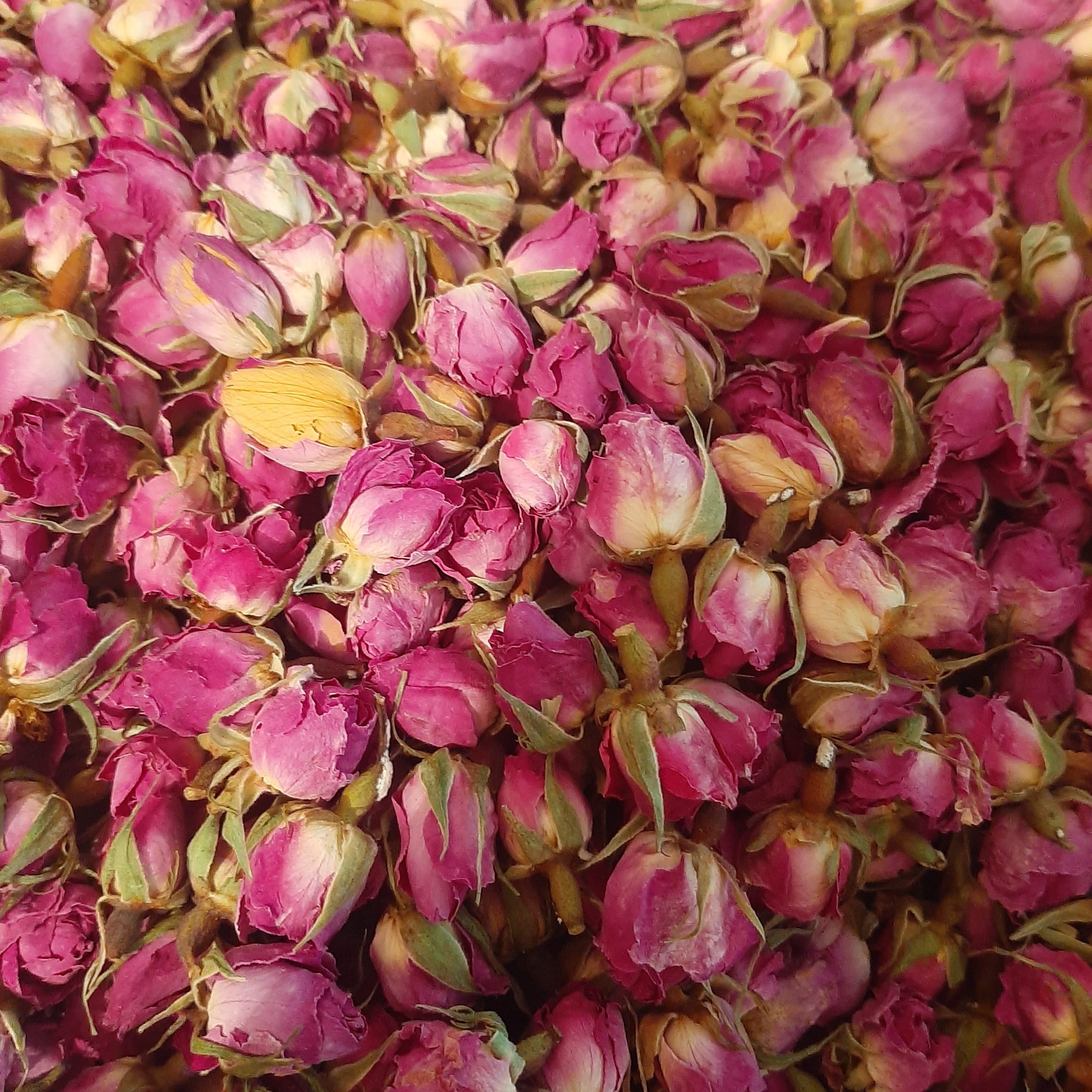 غنچه گل محمدی