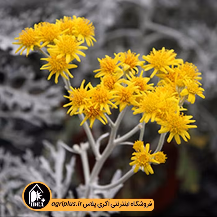 بذر گل ابری نقره ای