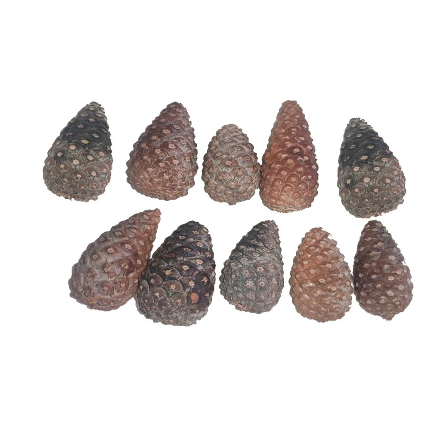 میوه ی بسته درخت کاج سایز بزرگ ده تایی