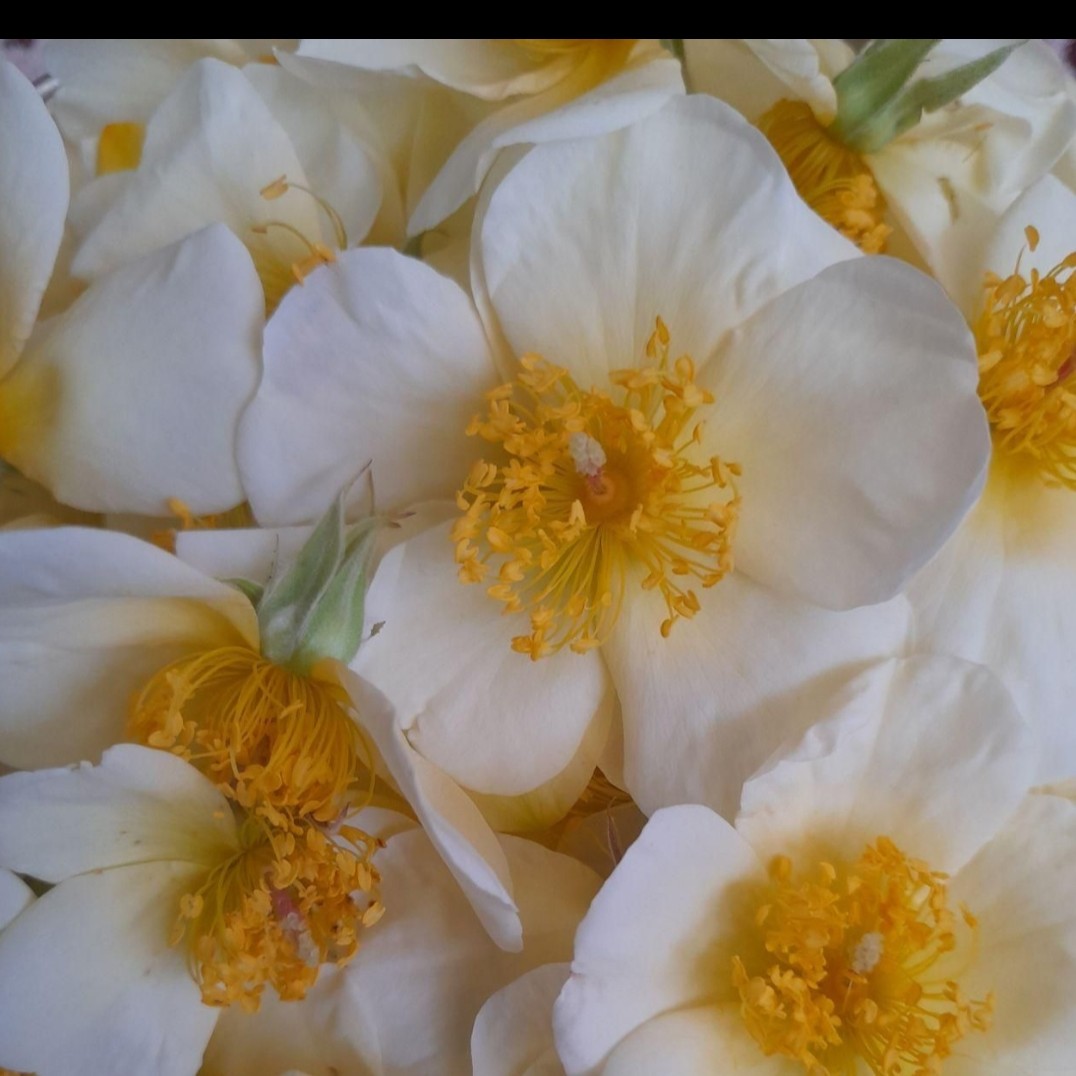 عرق غلیظ نسترن خانگی امسالی