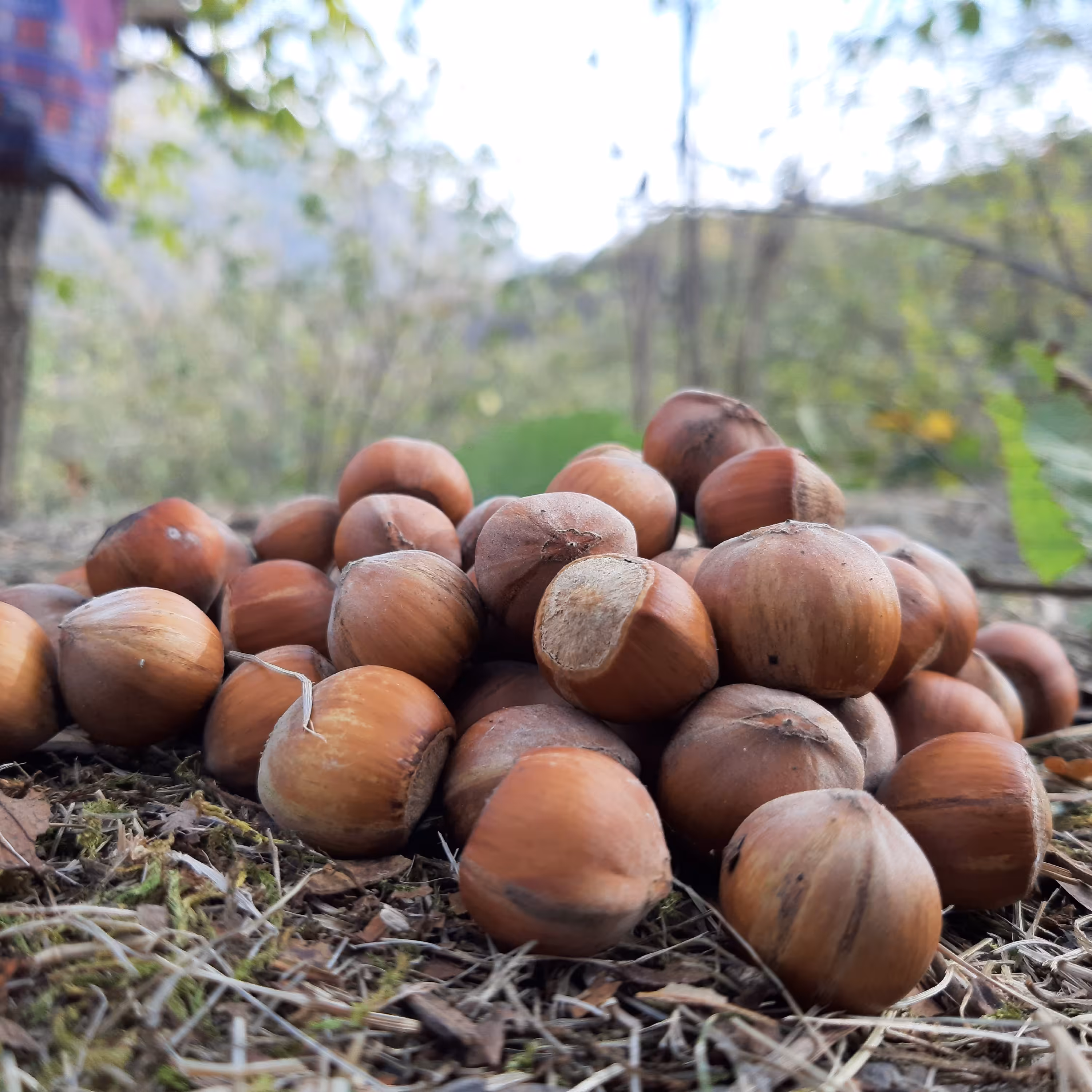 فندق اعلای اشکورات گیلان (بسته نیم کیلویی)