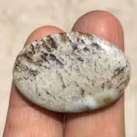 نگین زیبای شجر بهاری درشت