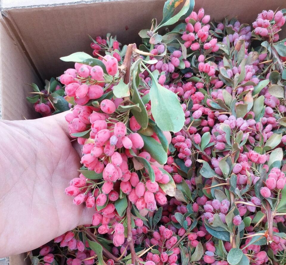 زرشک تازه آبدار با شاخه درجه یک قاینات مخصوص تهیه آب زرشک فصل پاییز