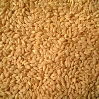 گندم دیمی کردستان کیفیت بالا  10 کیلویی قیمت مناسب 