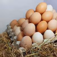 تخم مرغ گلپایگان رسمی.بی واسطه.درشت.با بسته بندی کامل برای ارسال